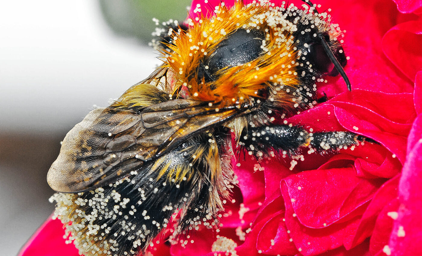 Why honeybees don't overheat when loaded with nectar in rising temperatures