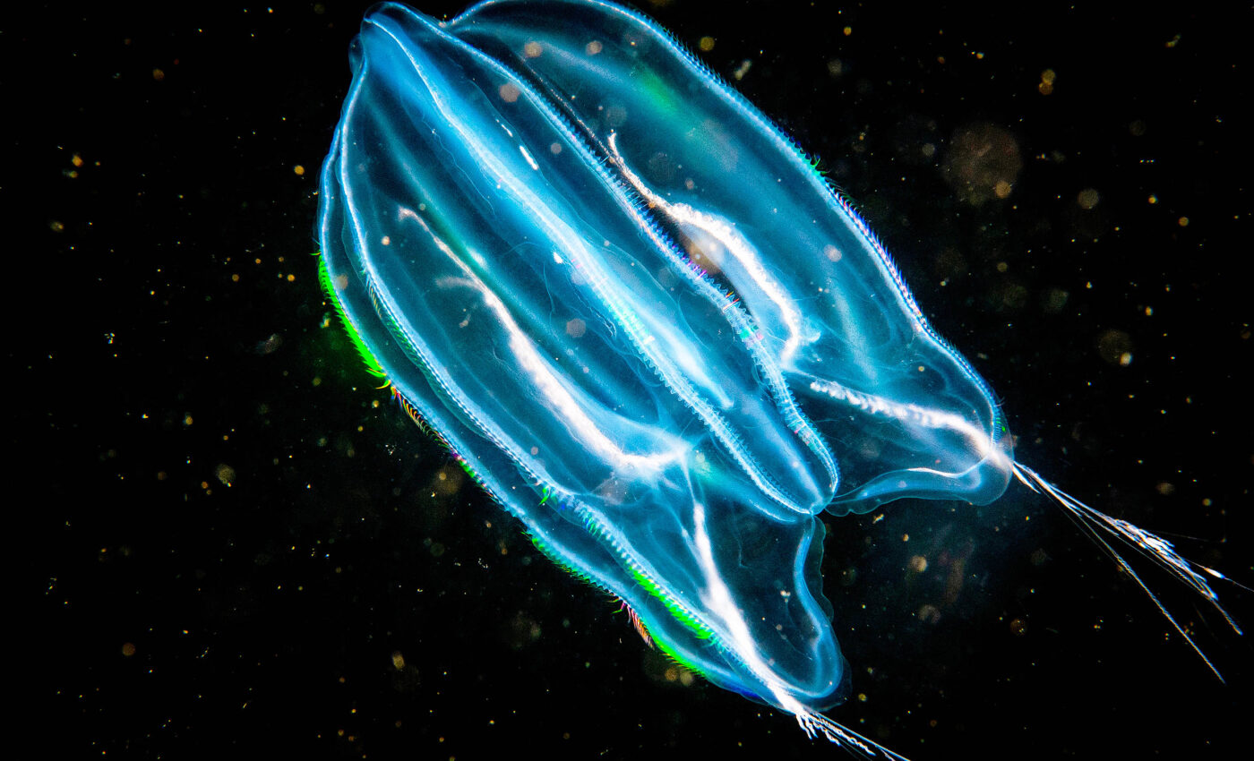 Tiny creatures called amphipods eat jellyfish to survive the polar winters