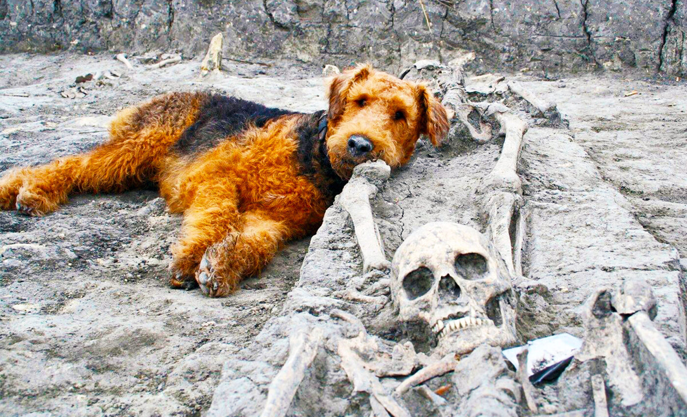 Early humans were often buried with dogs, horses and other animals