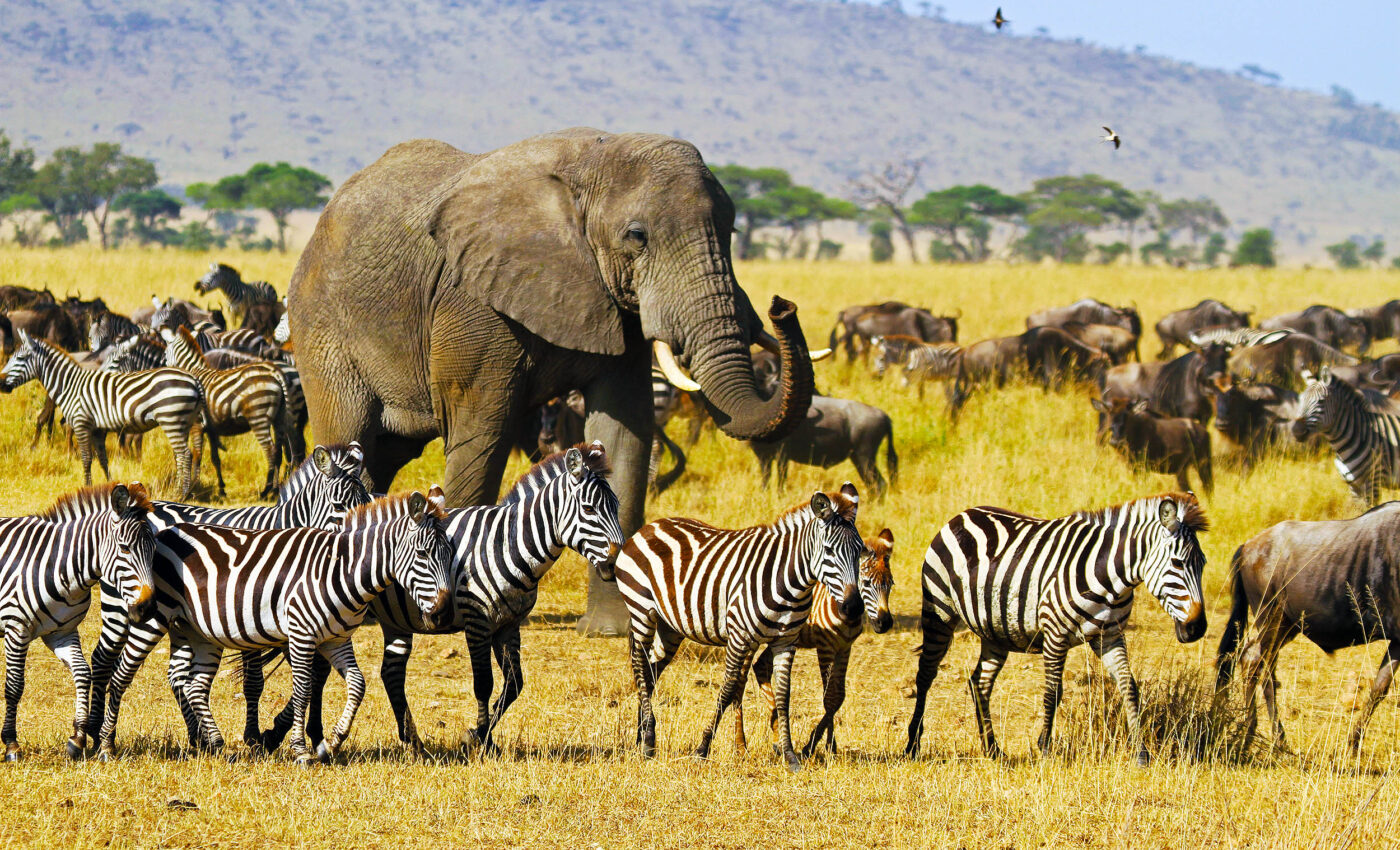 Driving force discovered behind mass migration of large grazing animals