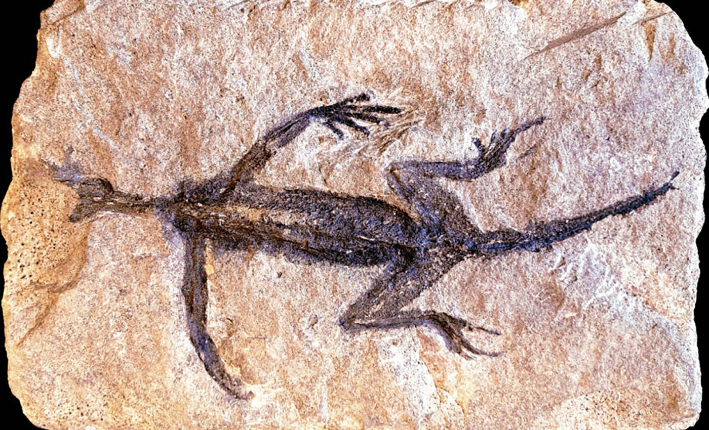 280-million-year-old fossil of Tridentinosaurus antiquus proven to be a forgery