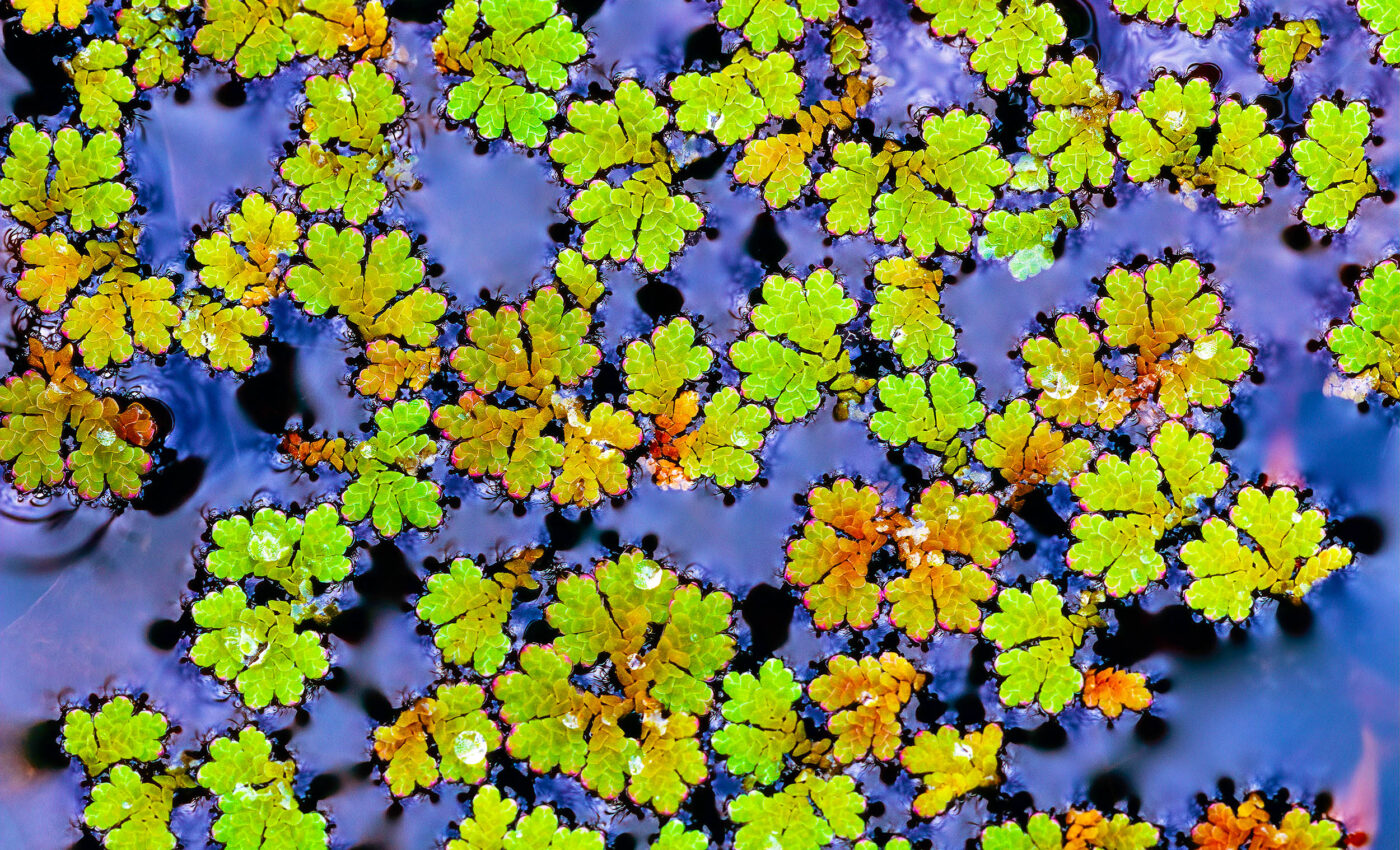 Carolina azolla plant could help reduce global food insecurity