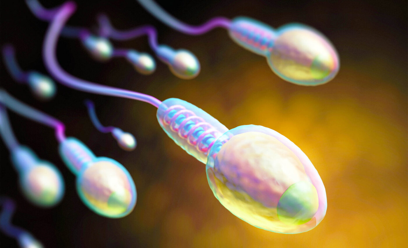 'Artificial testicles' created in a lab will eventually produce sperm