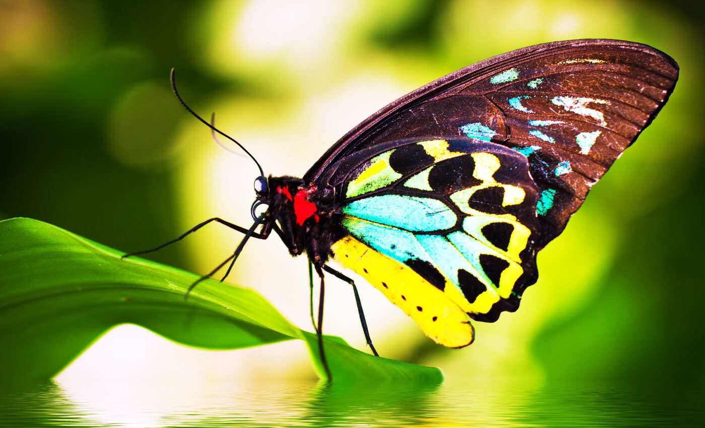 Butterfly genome has barely changed after 250 million years of evolution