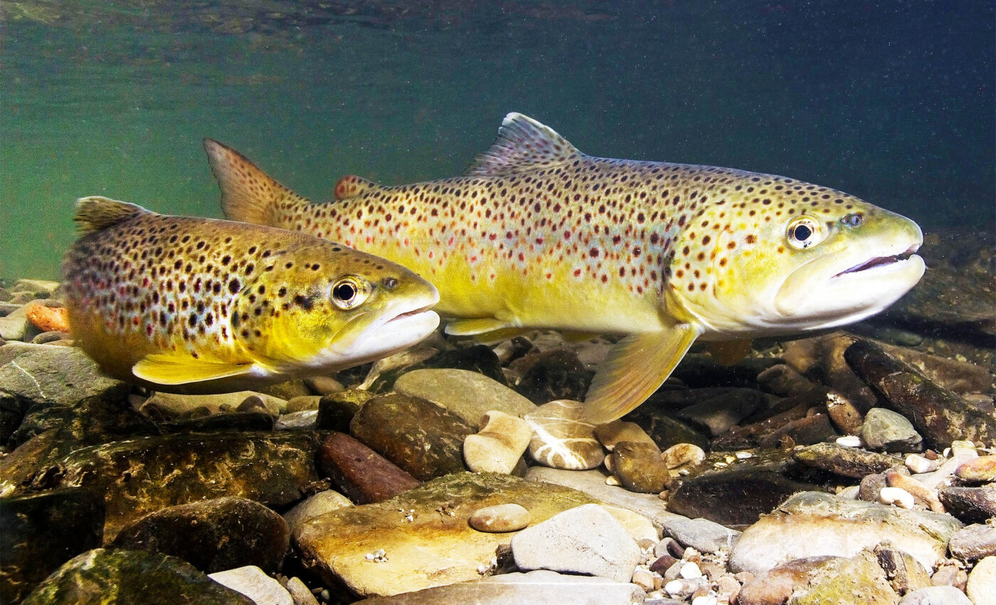 Fish are getting smaller as waters temperatures rise