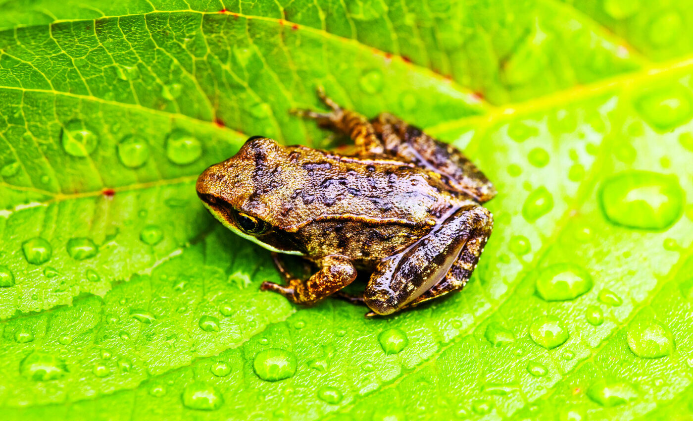 Brazilian flea toad: World's smallest vertebrate is incredibly tiny