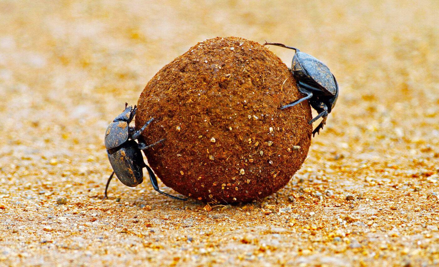 Dung beetles share their workload with their mates