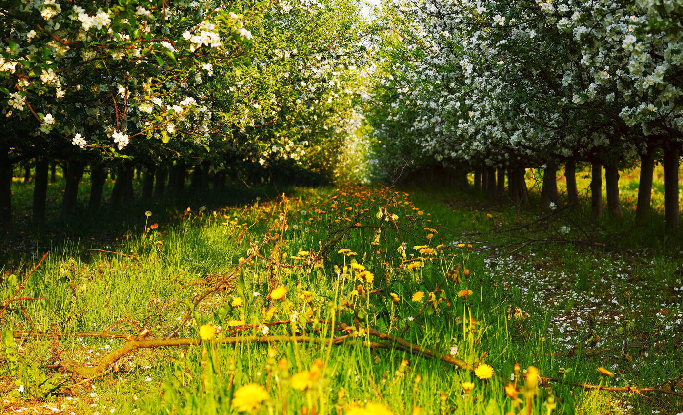 Apple trees surrounded by flowers are protected from pests