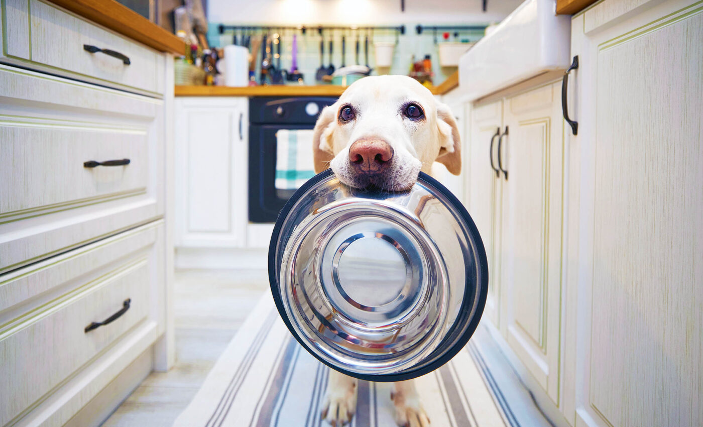 Many dogs have a genetic mutation that causes constant hunger and obesity