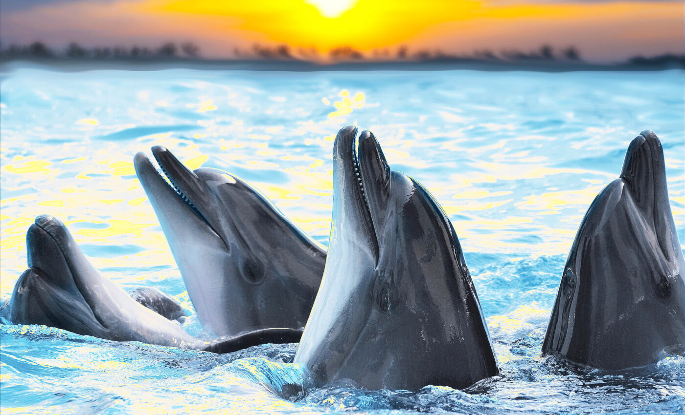 Animal friendships and social bonds evolve over time as they do with humans