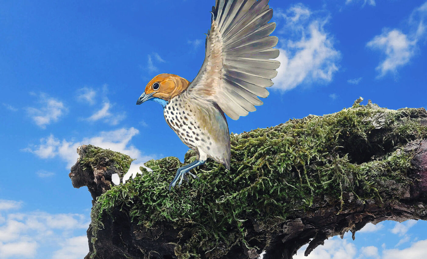 Attenborough’s 'strange bird' was the first known species of toothless birds