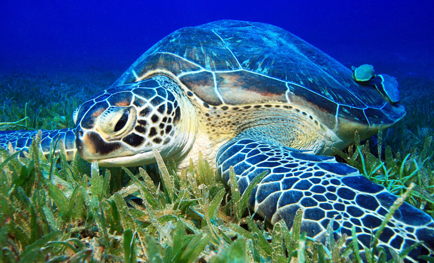 Seagrass meadows under threat from herbivores migrating from warm waters