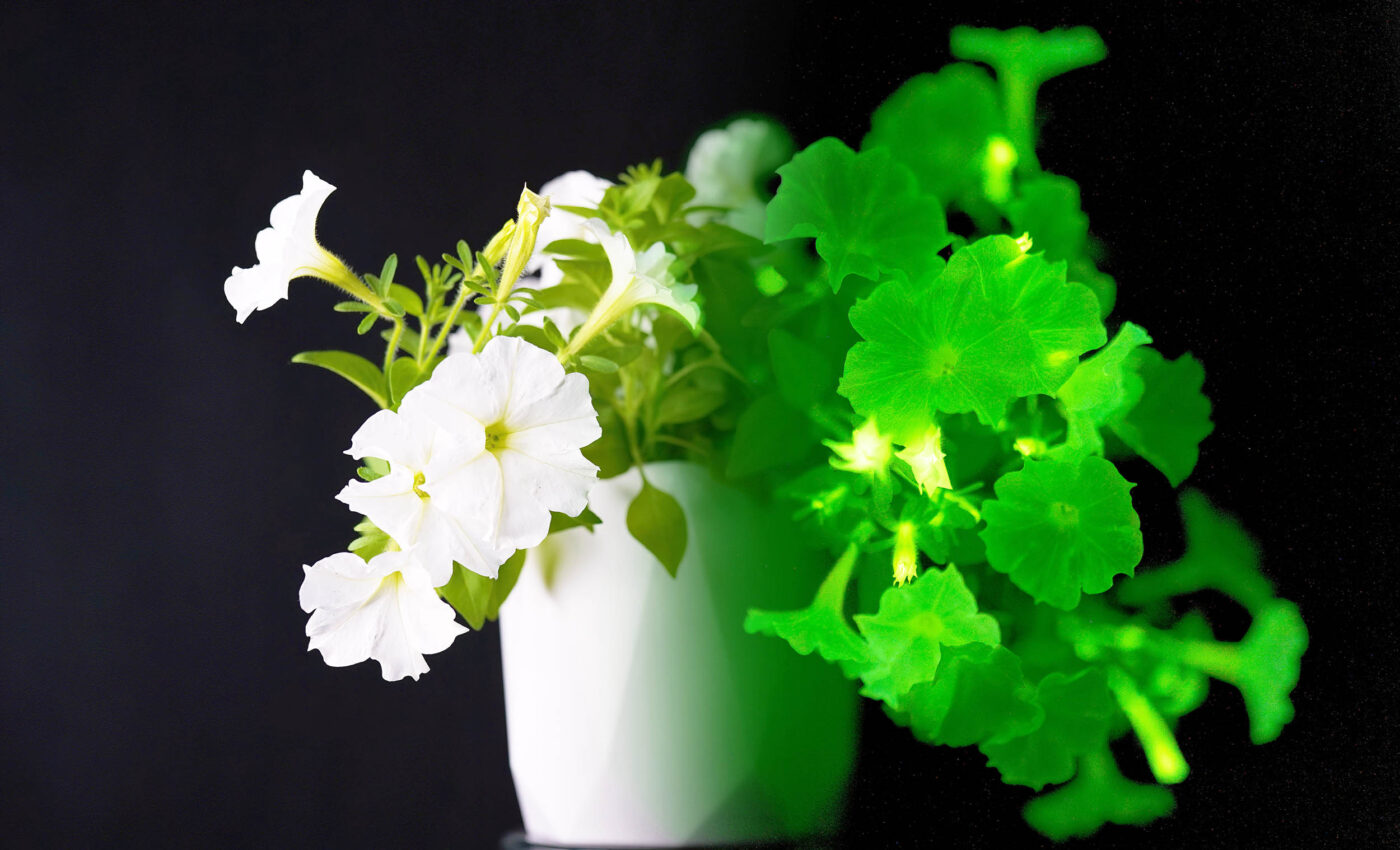 Bioluminescent plants can now provide eco-friendly lighting to every home
