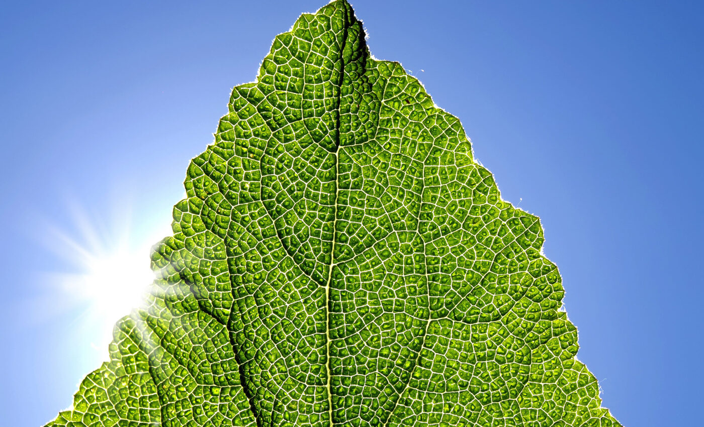 Revealing the secrets of photosynthesis through PEP