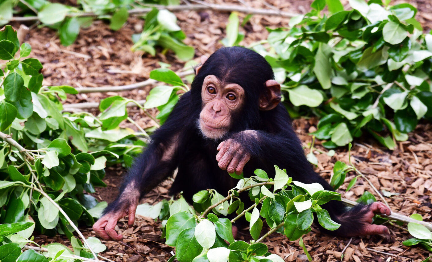 Mother-child play is a crucial part of chimpanzee development