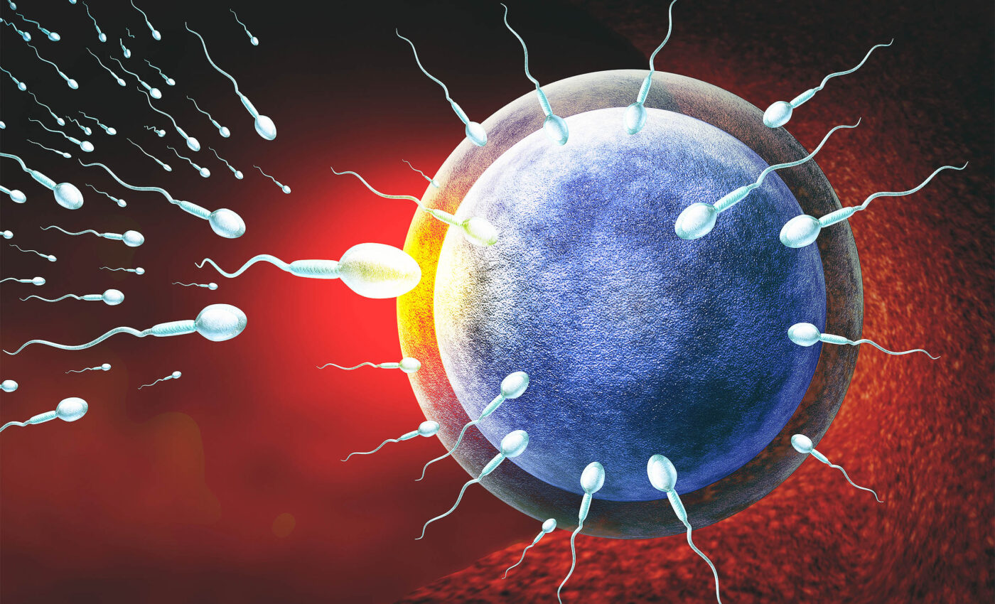 How the body prevents multiple sperm from fertilizing an egg