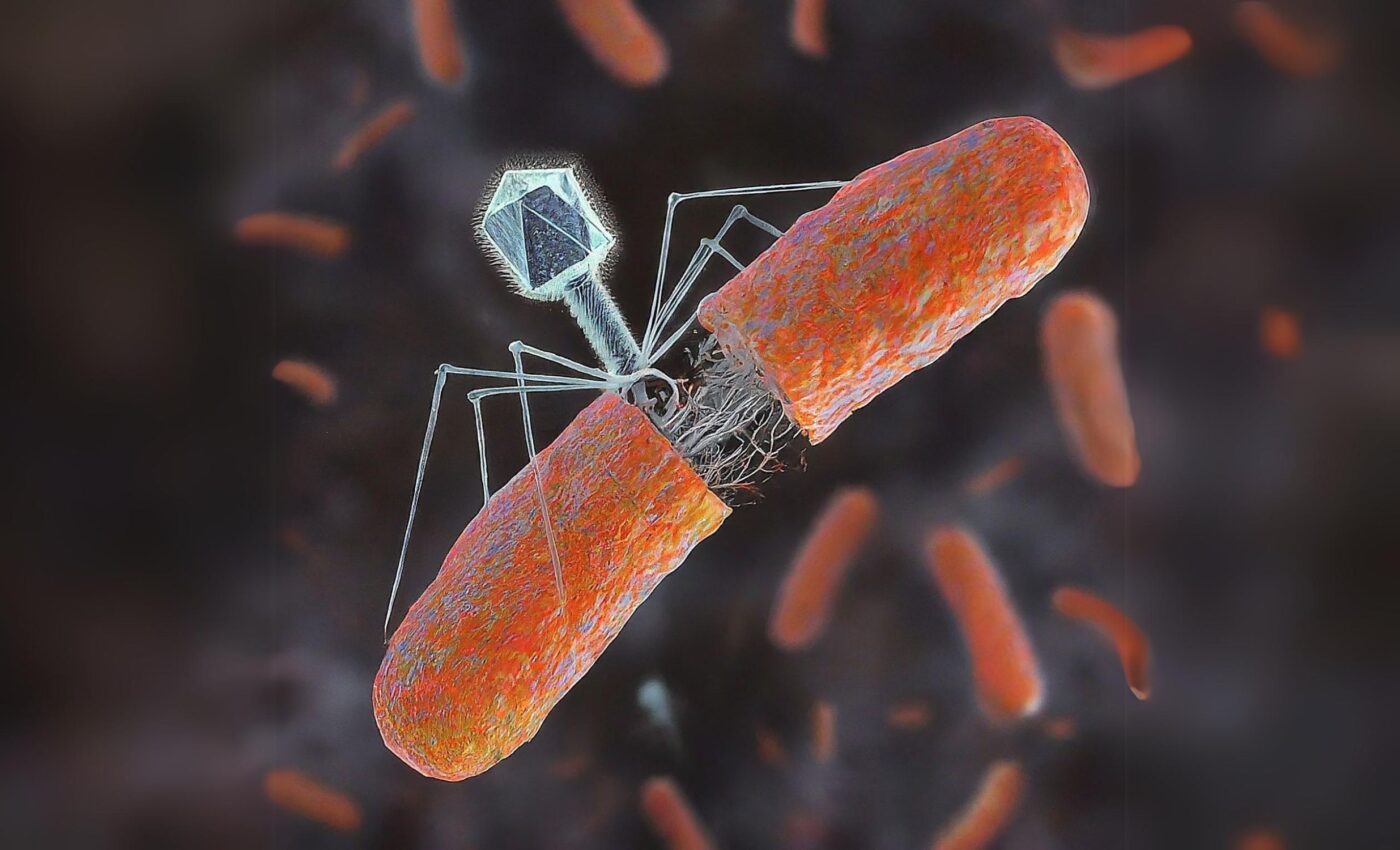 Viruses can either help or harm their hosts' immune systems