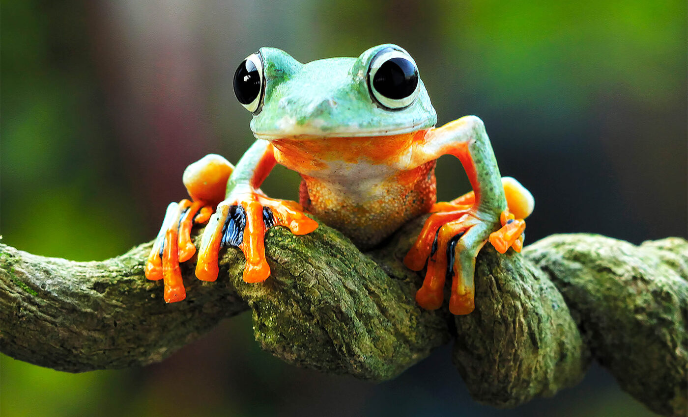 Why tree frogs live in trees but lay their eggs on the ground
