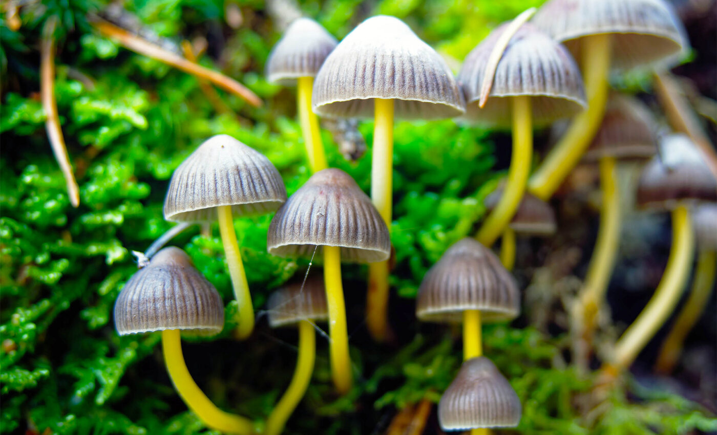 Synthetic psilocybin is less effective in therapy than natural mushroom extract