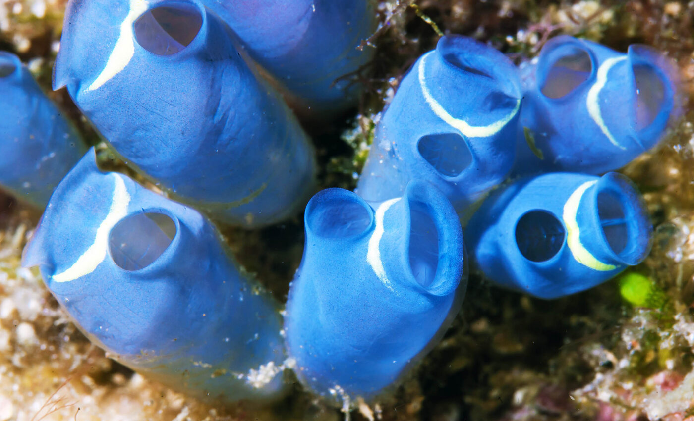 Sea squirts and the future of cancer treatment drug trabectedin
