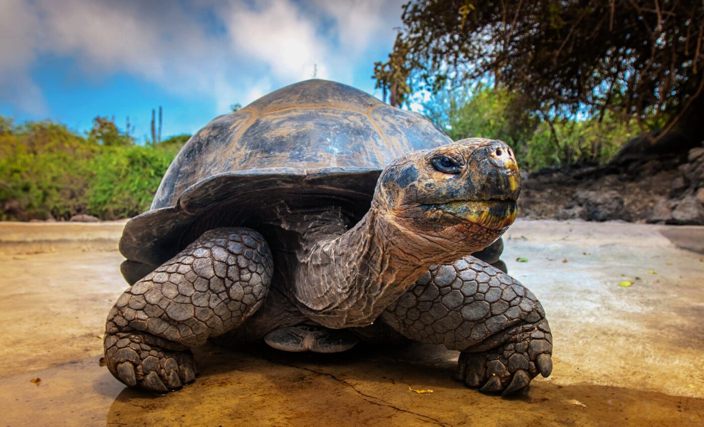 Peltocephalus maturin: Giant turtle named after Stephen King novel