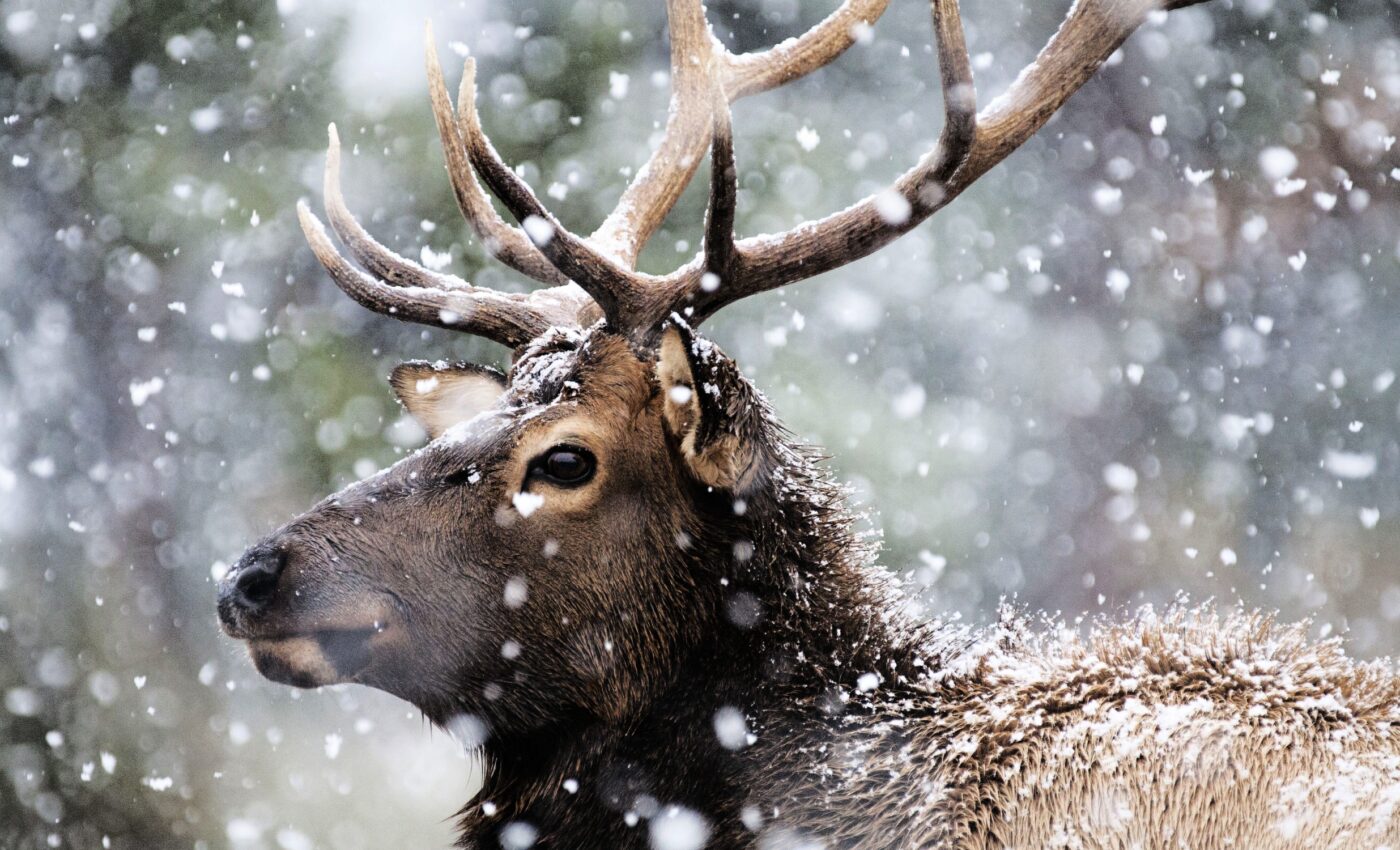 Some animals transform their hair structure to battle winters
