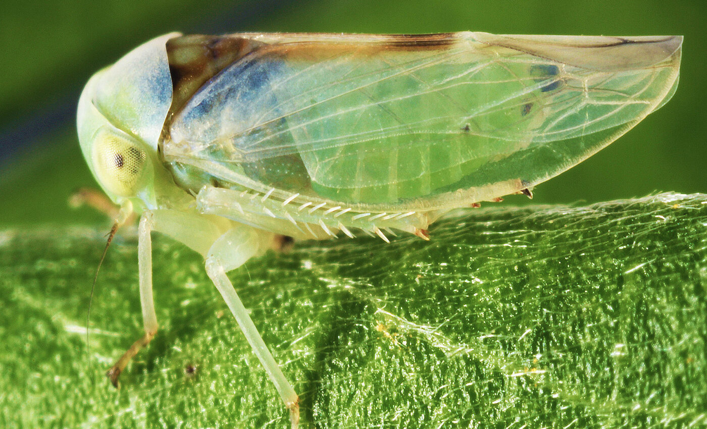 Leafhoppers' secret armor has inspired new invisibility cloaking technology