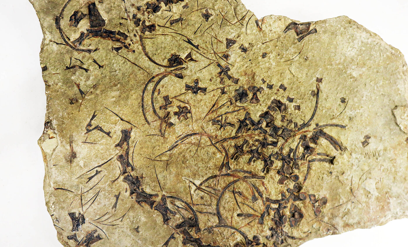 Trachelosaurus fischeri: World's oldest long-necked marine reptile rediscovered