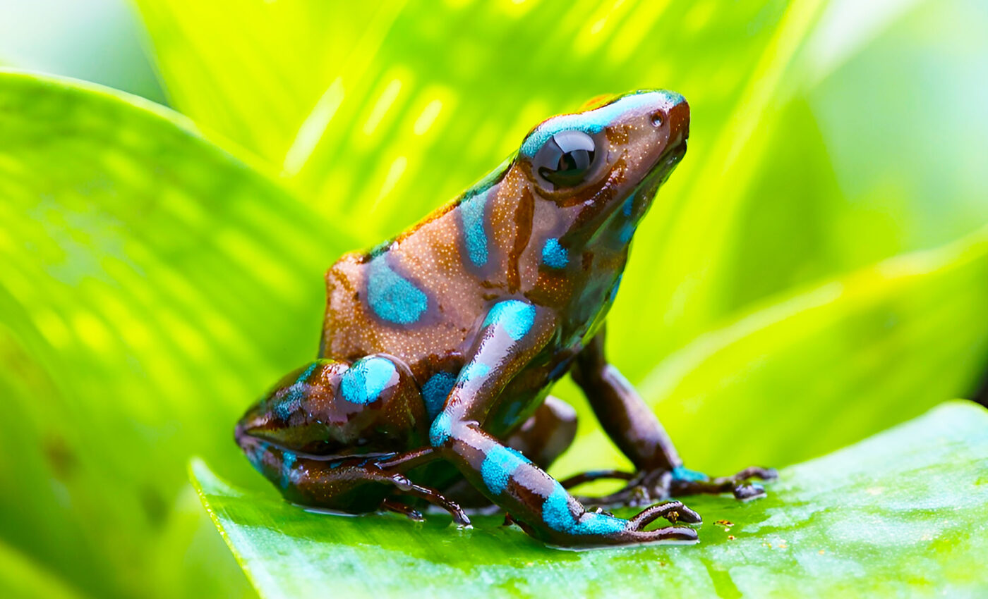 World Frog Day 2024: Addressing environmental threats to frogs