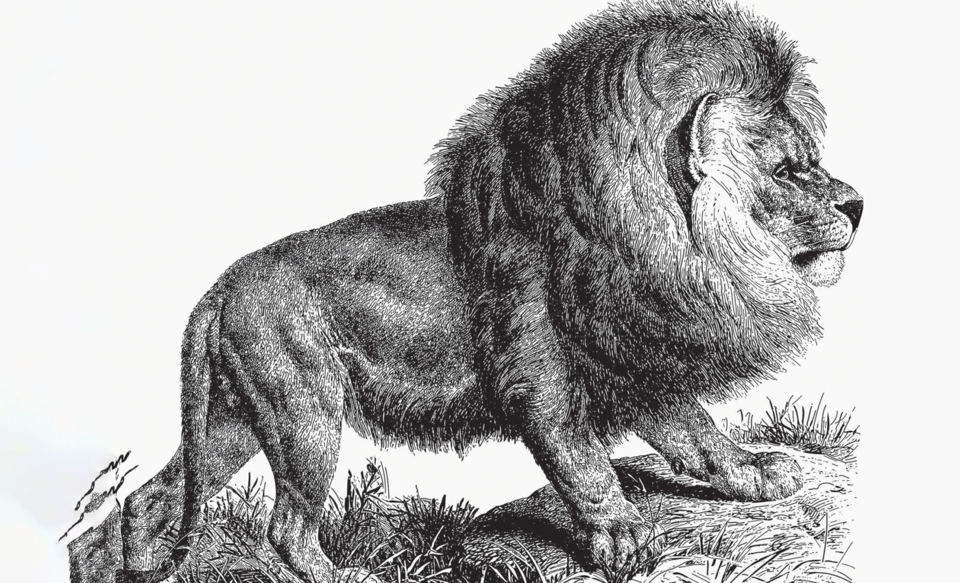 'Cape lions' had an extremely rich variety of genes before extinction
