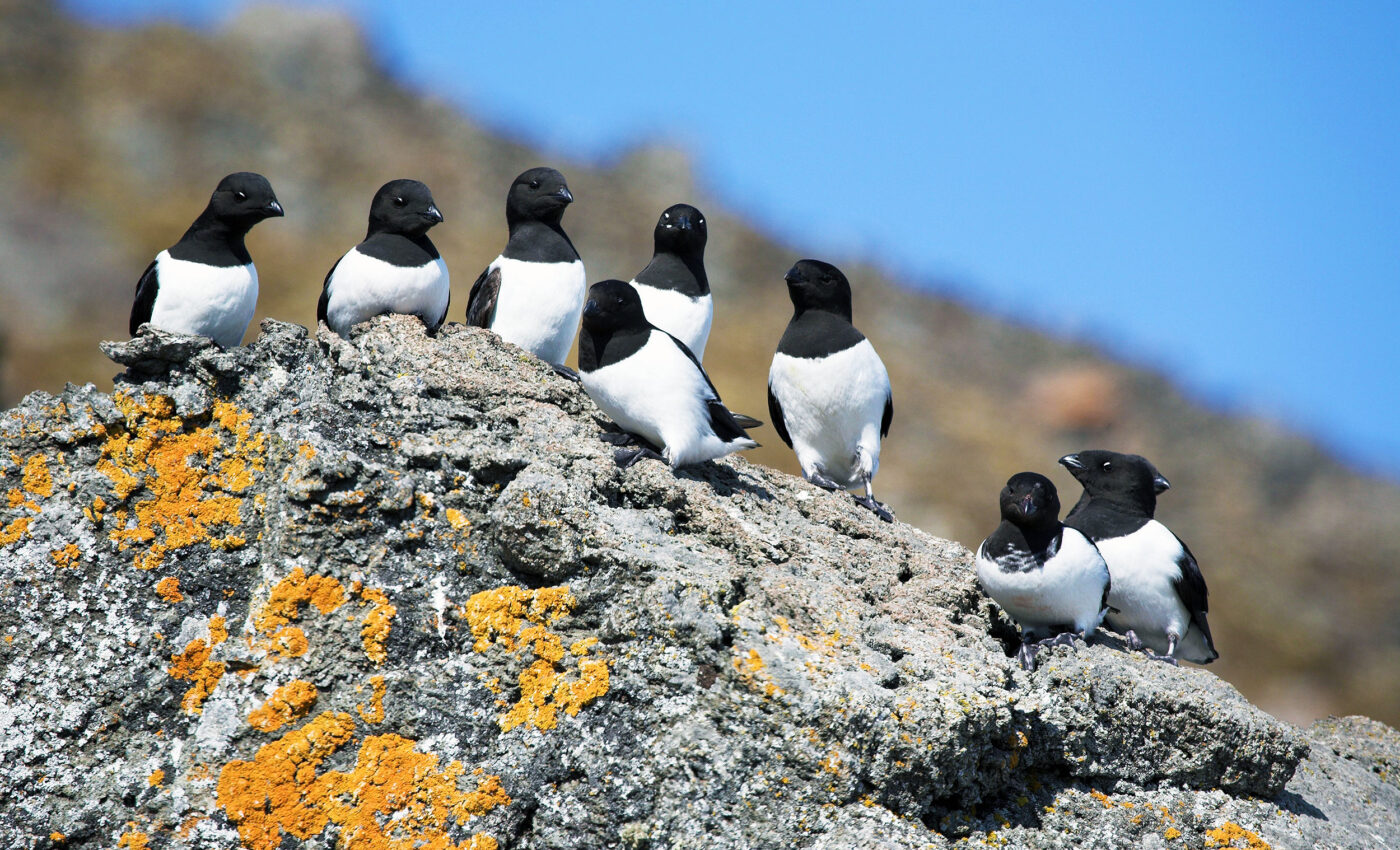 Arctic seabird audio recordings show they have a very active nightlife
