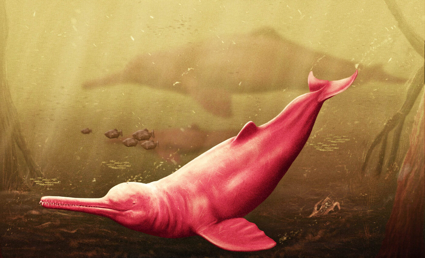 Giant new dolphin species, Pebanista yacuruna, discovered in Peru