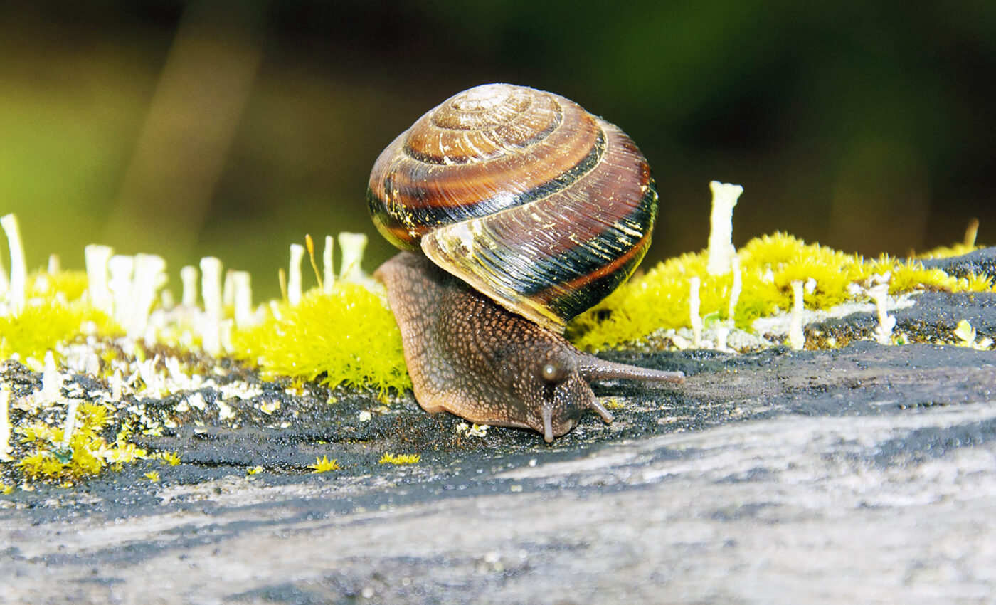 Pest control product 'Nemaslug' could harm beneficial snails