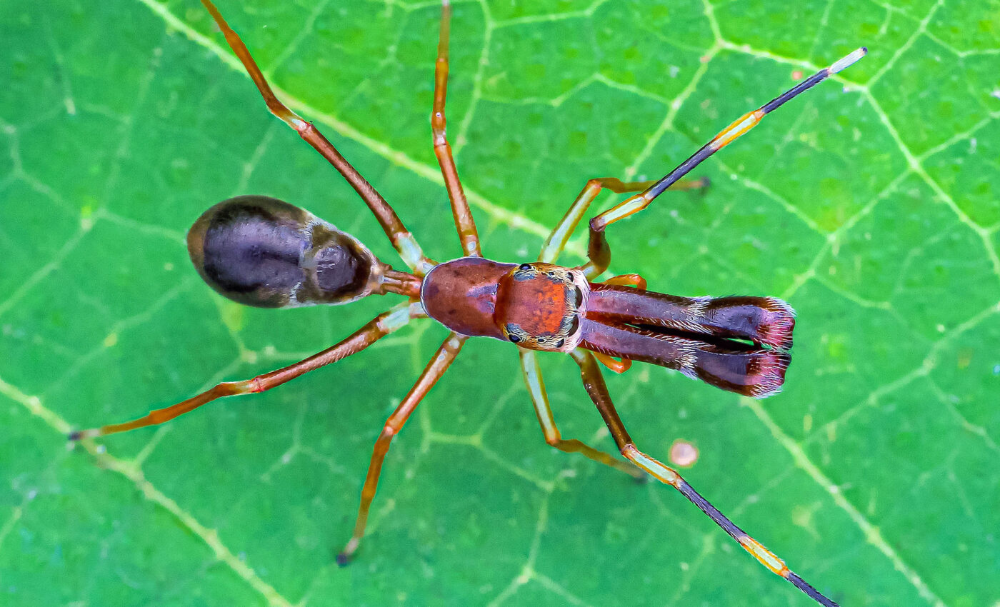 Some spiders outsmart predators by imitating ants