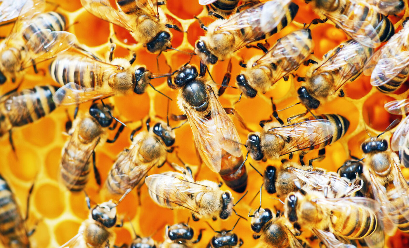 How bees interpret their "waggle dance" language in the dark