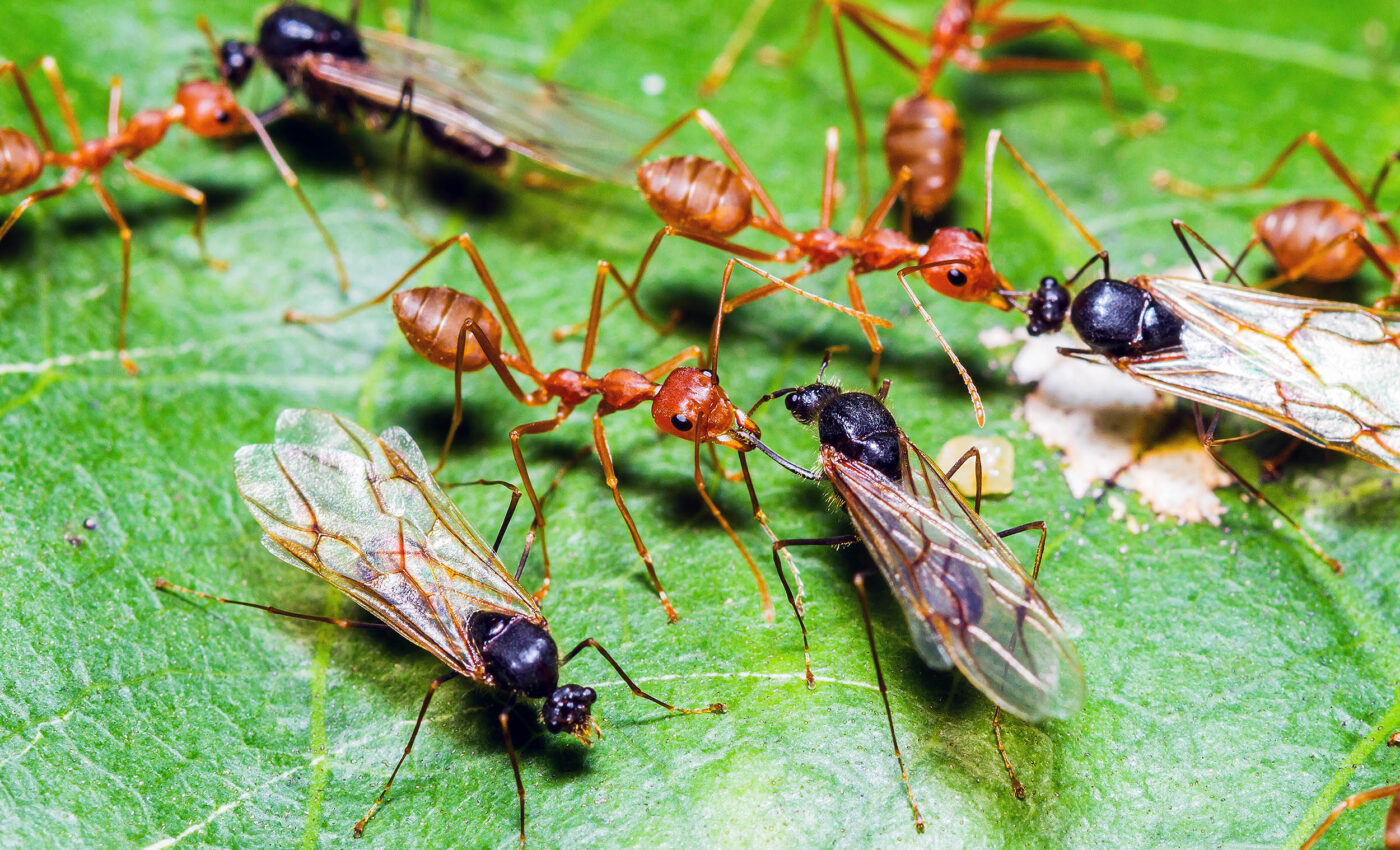 Ant queen behavior changes based on their social environment