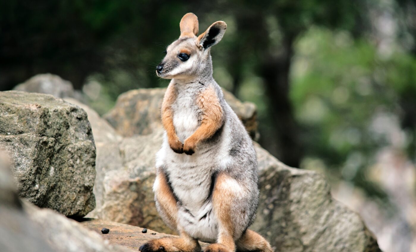 Study reveals the surprising jaw strength of rock-wallabies