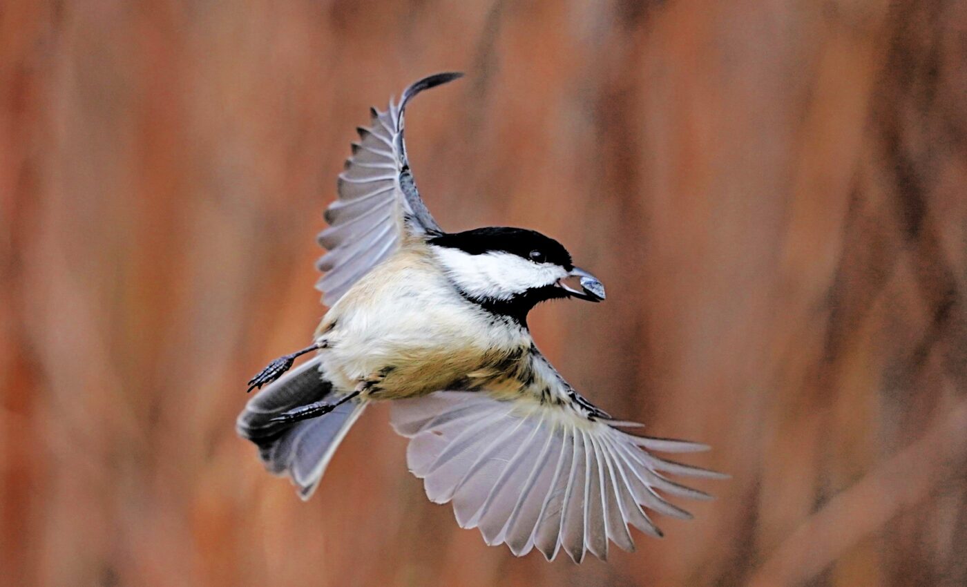 Chickadees possess superior memory due to brain 'barcodes'