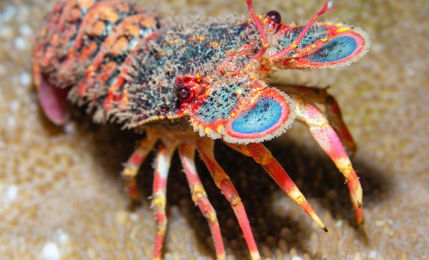 Lobster farming secrets unraveled after 120 years of repeated failures