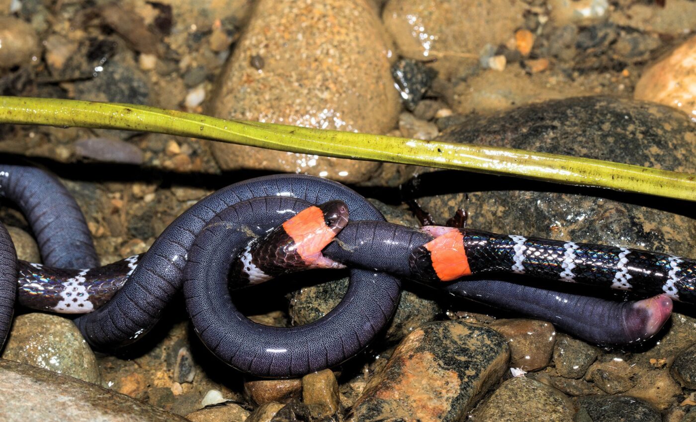 Two coral snakes caught in rare food fight over caecilian