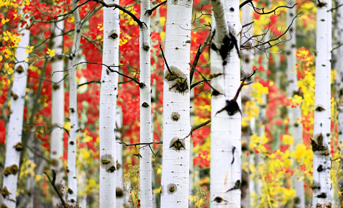 Aspen forests could help reverse biodiversity loss in Europe