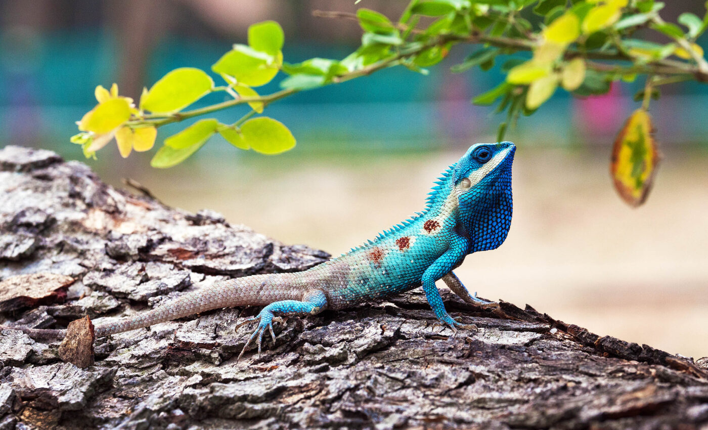 Lizards rely on trees, so what happens when they disappear?