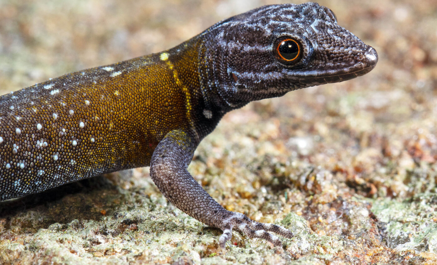 New gecko species discovered in India named after Van Gogh
