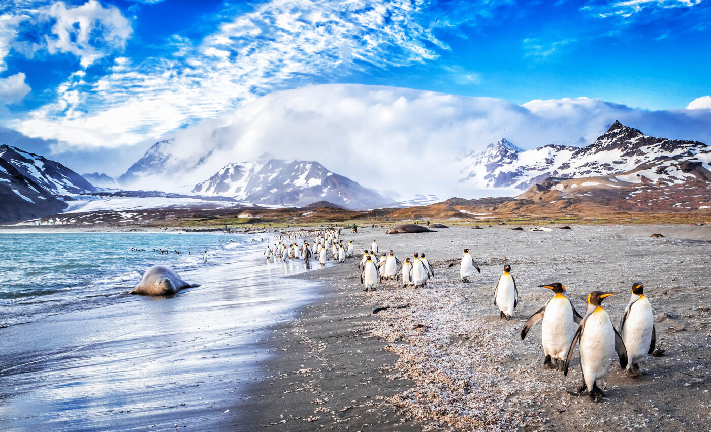 Melting glaciers unleash invasive species into unexpected areas