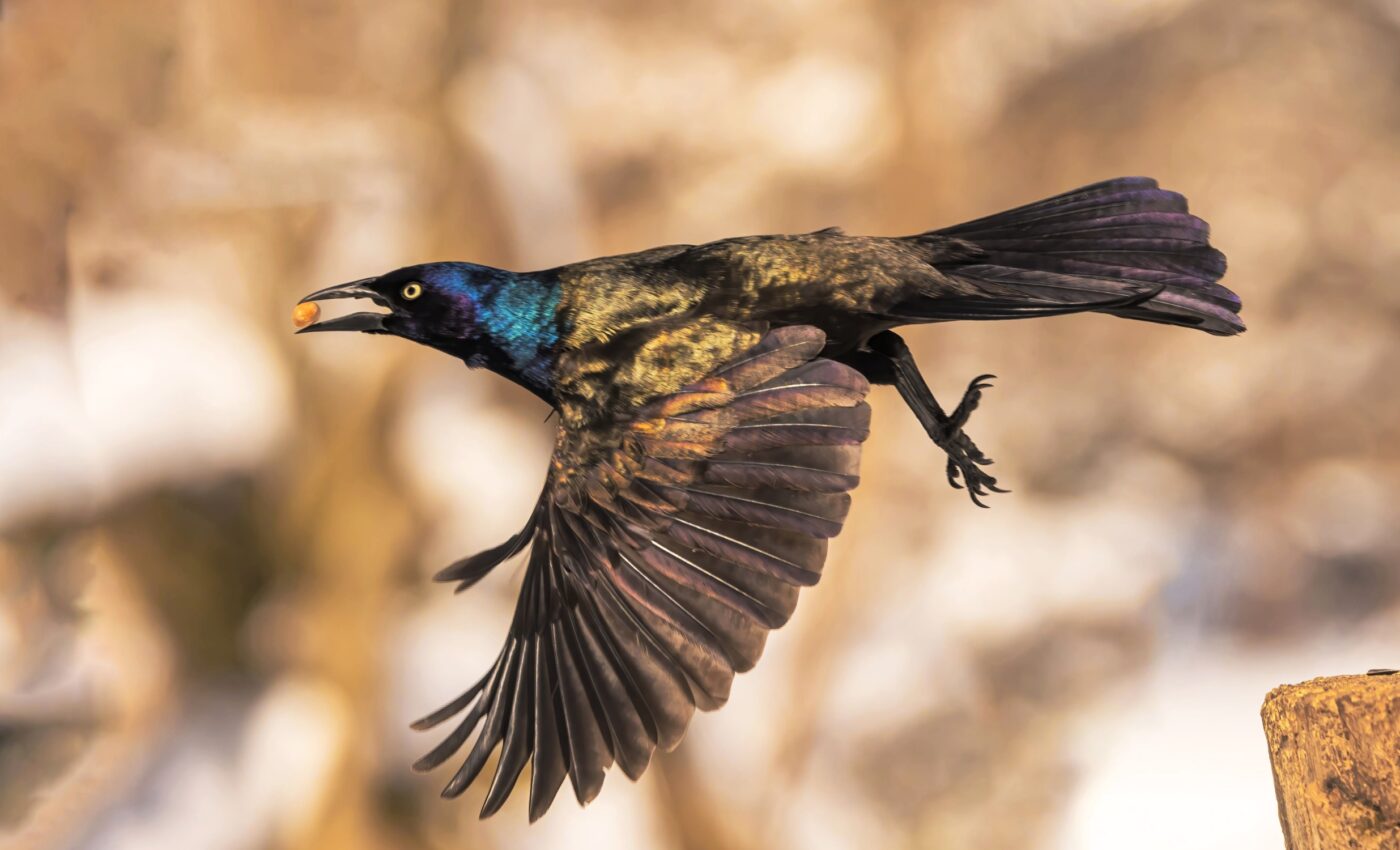 Grackles adapt to urban life better than any other animal species