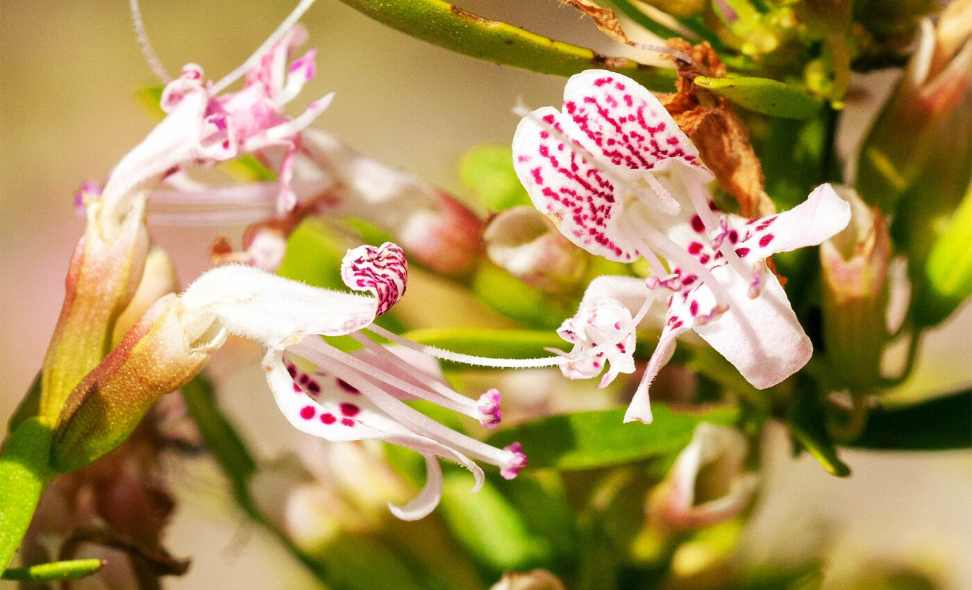 These plants, now almost extinct, have been here millions of years