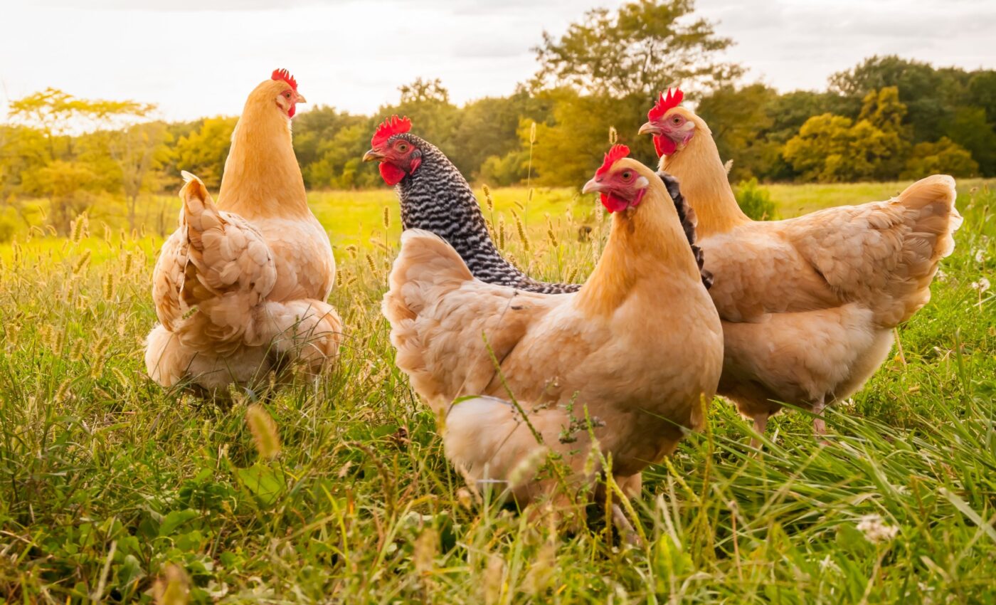 How scientists cracked the code of chicken domestication