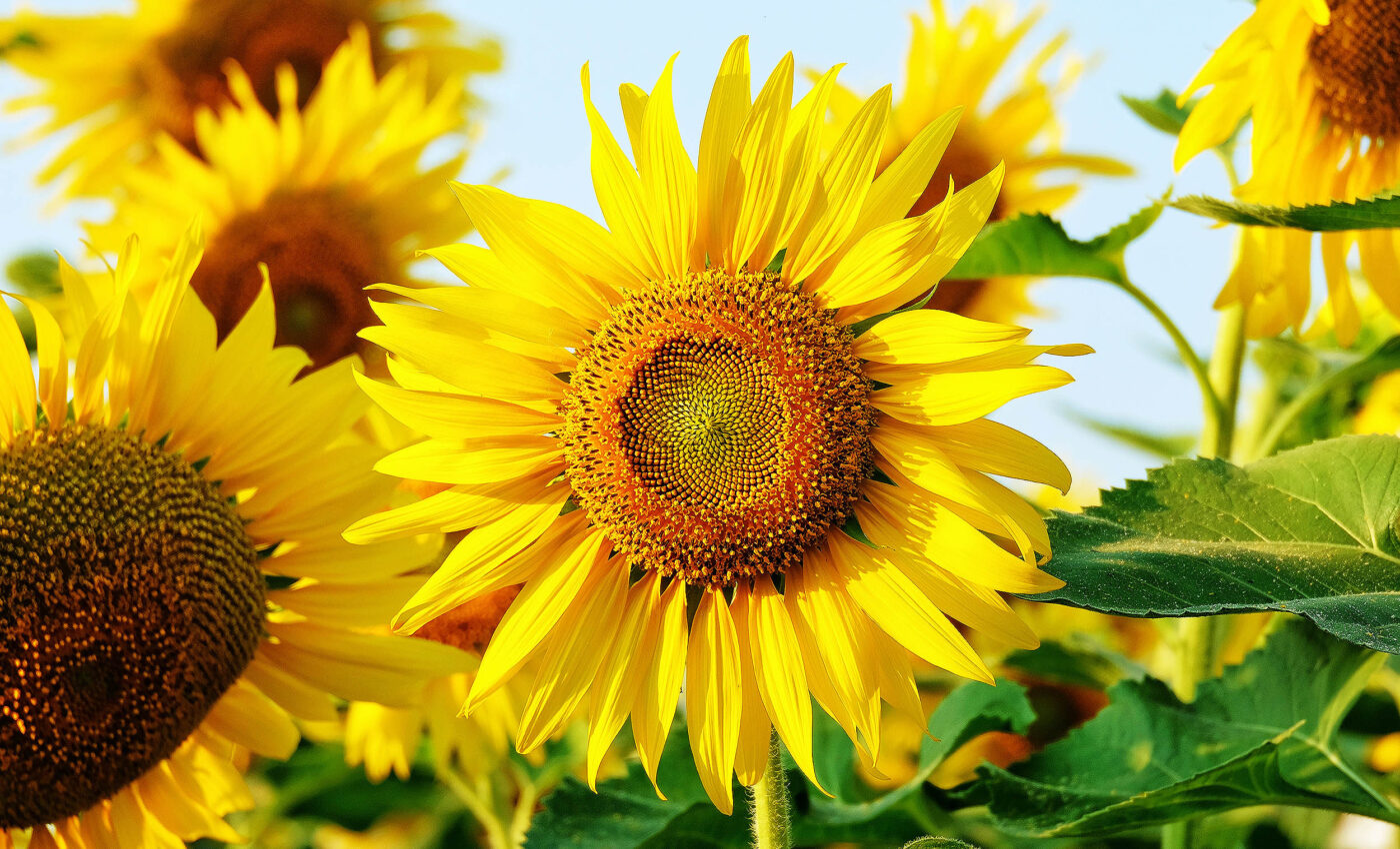 Sunflower family tree explains evolution of flower symmetry