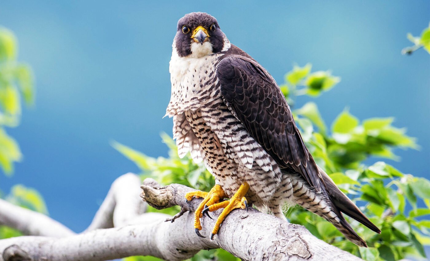 Peregrine falcons suffer long-term harm from chemicals in consumer products