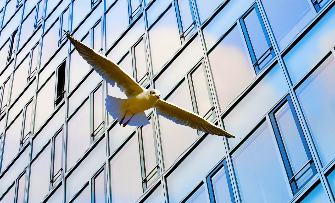 Blue light in cities increases risk of bird collisions with buildings